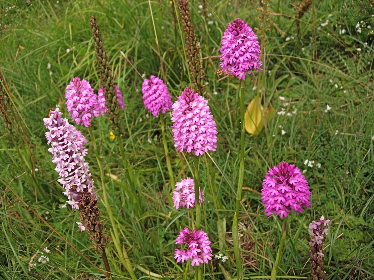 Fragrant Orchids